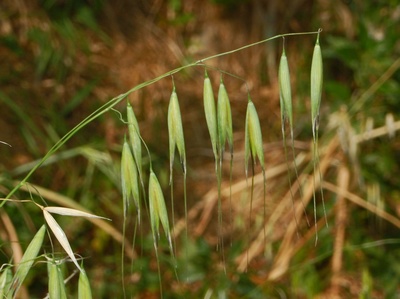 Avena barbata