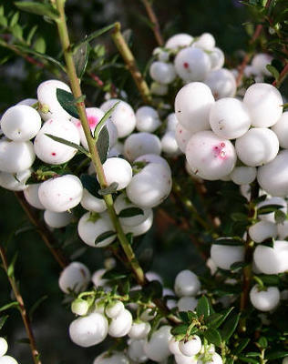 Gaultheria mucronata