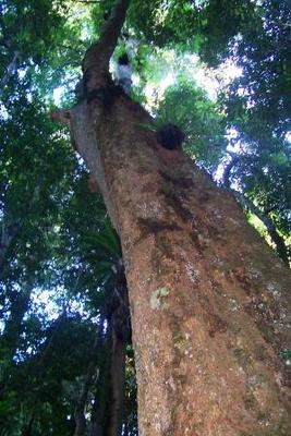 Dysoxylum fraserianum