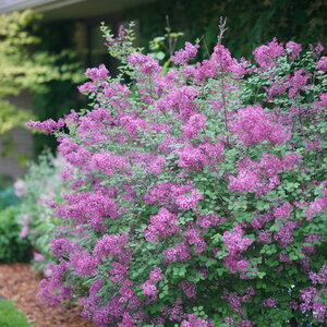 Bloomerang® Dark Purple Reblooming Lilac