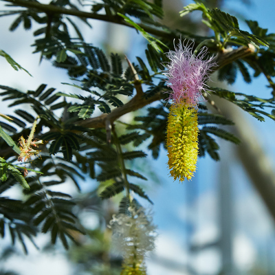 Dichrostachys cinerea