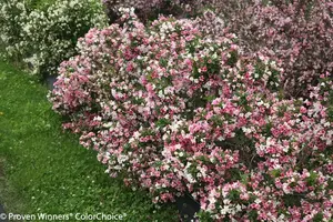 Czechmark Trilogy Weigela