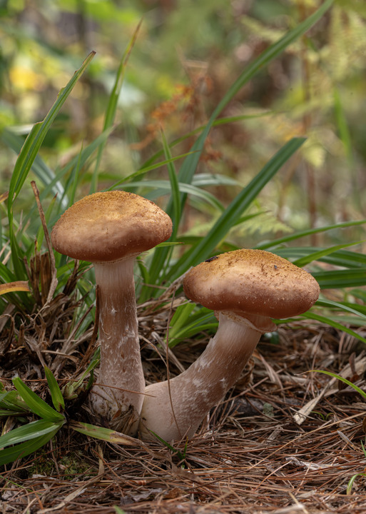 Pleasant observations from a good hike in the White Mountains, New Hampshire, USA:

+ Calligrapher fly (toxomerus)
+ Digging bees (anthophorini)
+ Jack in the pulpit (arisaema triphyllum)
+ Coral tooth fungus 
+ Rock tripe lichen
+ Yellow fairy cups
+ Wolf's milk (lycogala epidendrum)
+ Cucumber root (medeola virginiana)
+ Honey mushrooms
+ Oakmoss
+ Beard lichen
+ Shield lichen
+ Sphagnum moss
+ Waxcaps
+ Bunchberry
+ Marsh St. John's wart
+ White coral fungus
+ Scalycaps(pholiota) 
+ Three-way sedge