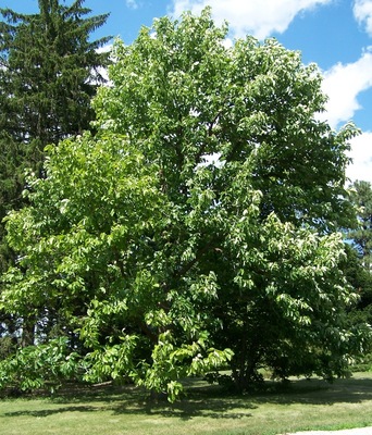 Magnolia acuminata