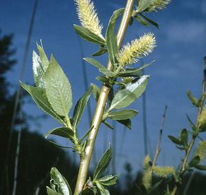 Shining Willow