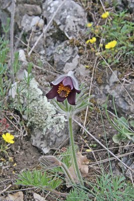 Pulsatilla pratensis