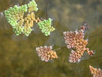 Azolla pinnata