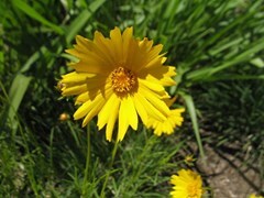 Grand Coreopsis