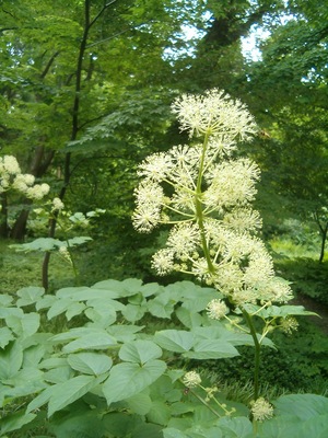 Aralia cordata