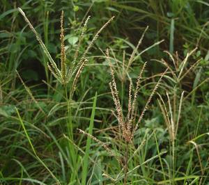 Wire Grass