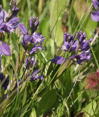 Polygala vulgaris