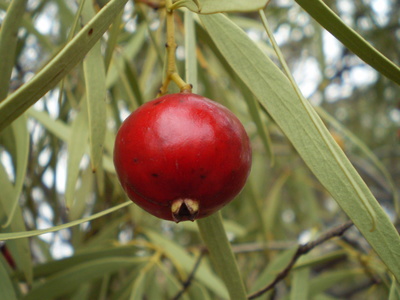 Santalum acuminatum