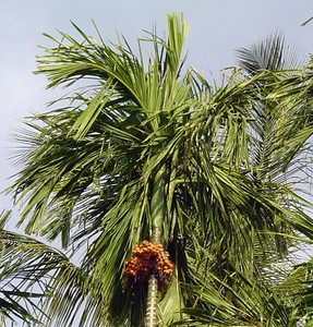 Betel Palm