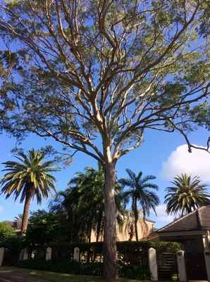 Eucalyptus tereticornis