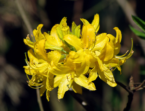 Honeysuckle Azalea