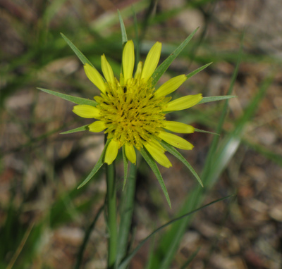 Tragopogon dubius