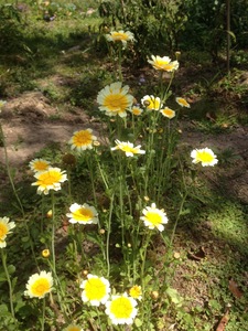 Edible Shungiku Chrysanthemum Seeds (medicinal)