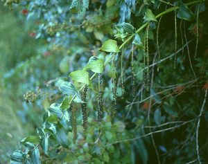 Coriaria ruscifolia