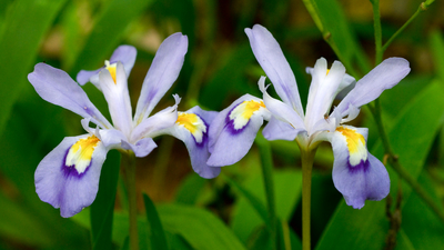 Iris cristata