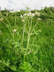 Cow Parsnip