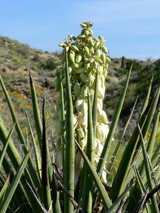 Mojave Yucca