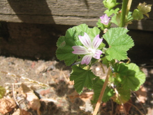 Dwarf Mallow