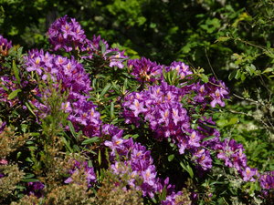 Rhododendron