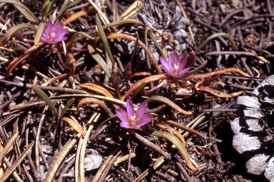 Lewisia pygmaea