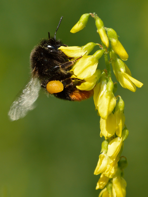 Melilotus officinalis