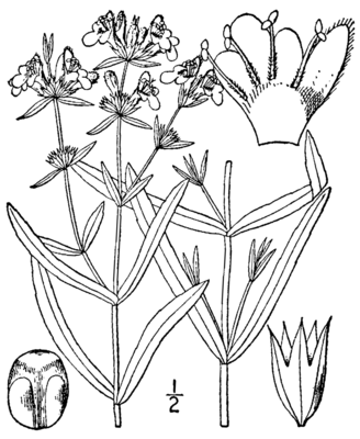 Stachys hyssopifolia