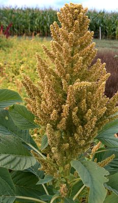 Amaranthus hybridus