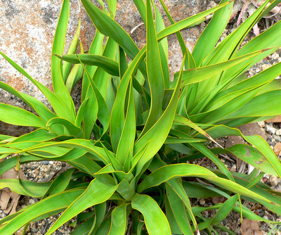 Yucca rupicola