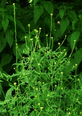 Sisymbrium officinale