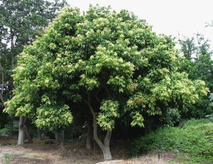 Soapberry