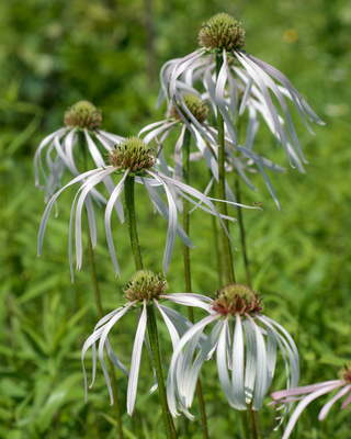 Echinacea pallida