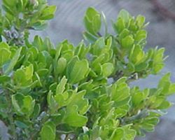 Coyote brush