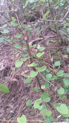 Muehlenbeckia australis