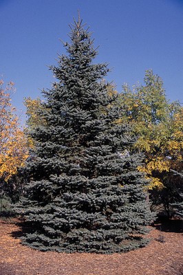 Picea pungens