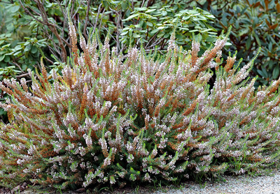 Erica vagans