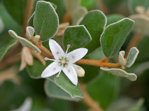 Cape Barren Tea