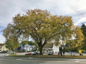 American Elm