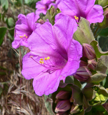 Mirabilis multiflora