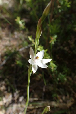 Thelymitra longifolia