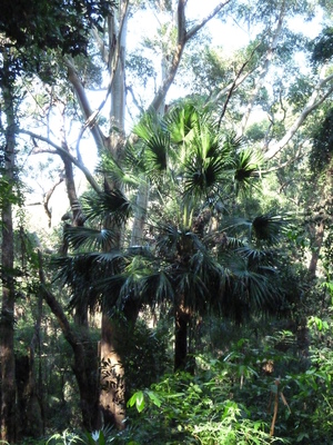 Livistona australis