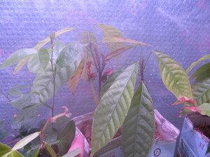 Chocolate trees, I'm not so much growing them as slowly killing them, but they're still alive and I have high hopes.

On the left is an Inga feuillei (Ice Cream Bean).  It's very happy, growing lots of little shoots and a few big ones.  I bet it would make adventitious roots, eh?  Quick and easy propagation if so...

I enclosed a metal shelving unit with greenhouse plastic, put a heater on the bottom with fish tank full of water and a towel hanging down into it to make a simple swamp cooler to modulate the heater and increase the humidity.  It worked really well until the towel dissolved!