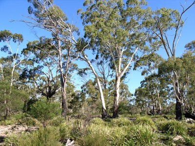 Eucalyptus viminalis