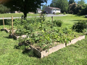 Raised bed garden updates. There will be a harvest! 
So far from 6 cucumber plants we've been harvesting 1-2 cucumbers per day over the past 2 weeks with more coming so long as blight doesn't hit!
Tomatoes and ground cherries have another few weeks and beans are pumping.
Squash has another month at least, with at least (I hope) one squash on each plant. 