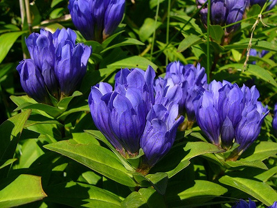 Gentiana triflora