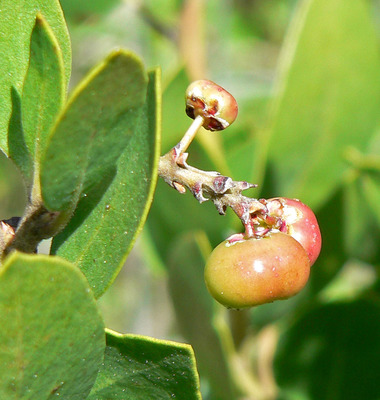 Arctostaphylos manzanita