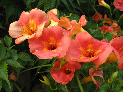 Campsis grandiflora